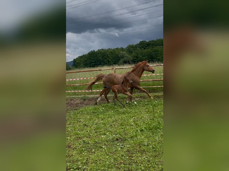 Poni alemán Semental 1 año 149 cm Castaño in Balingen