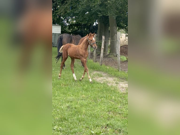 Poni alemán Semental 1 año 150 cm Alazán-tostado in Stralsund