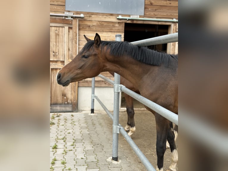 Poni alemán Semental 1 año 150 cm Castaño in Wilburgstetten