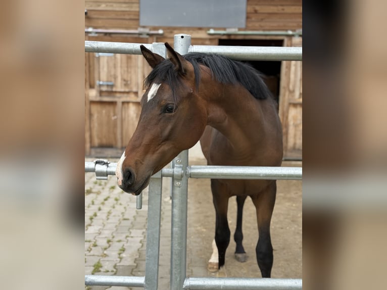 Poni alemán Semental 1 año 150 cm Castaño in Wilburgstetten
