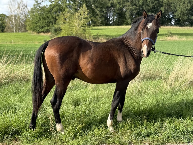 Poni alemán Semental 1 año 150 cm Castaño in Wilburgstetten