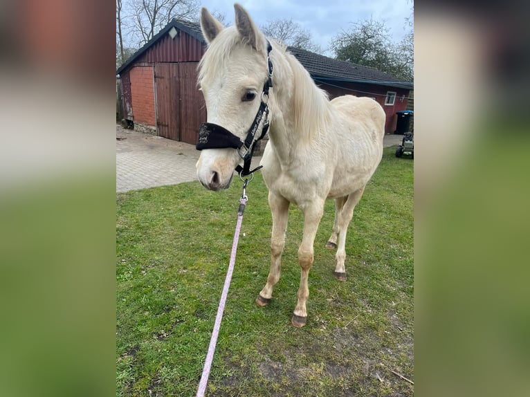 Poni alemán Semental 1 año 150 cm Palomino in Rhauderfehn