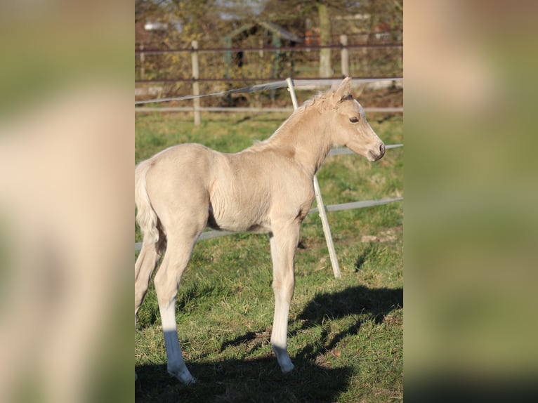Poni alemán Semental 1 año 150 cm Palomino in Rhauderfehn