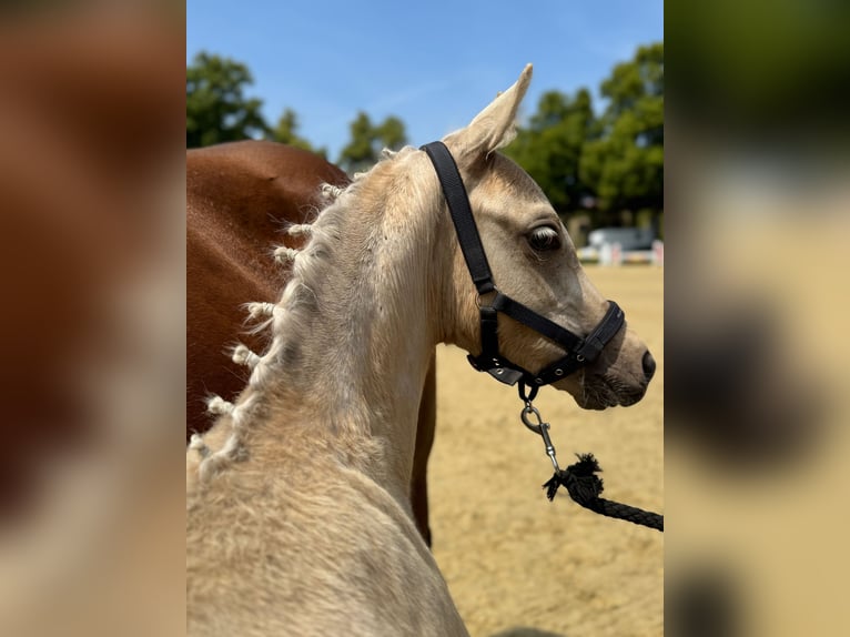 Poni alemán Semental 1 año 150 cm Palomino in Rhauderfehn