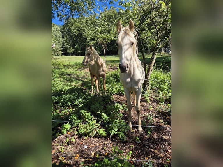 Poni alemán Semental 1 año 155 cm Palomino in Hanau Poni alemán Semental 1 año 155 cm Palomino in Hanau