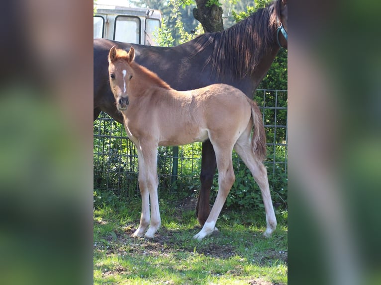 Poni alemán Semental 1 año Alazán-tostado in Ritterhude