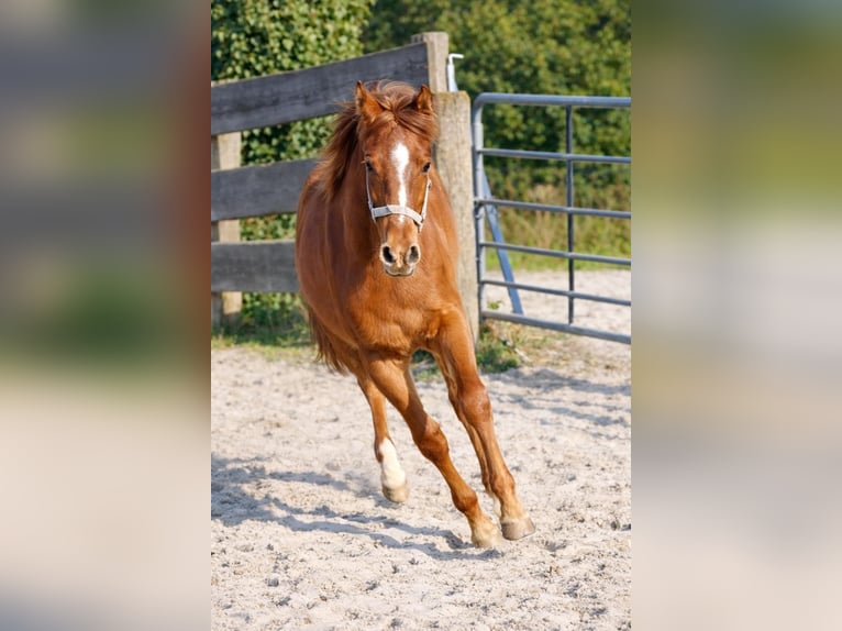 Poni alemán Semental 1 año Alazán-tostado in Ritterhude