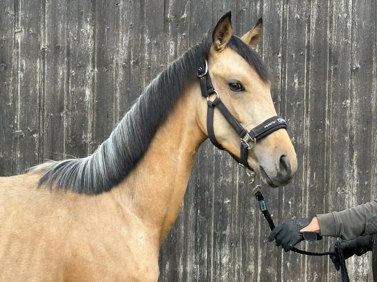 Poni alemán Semental 1 año Buckskin/Bayo in Osten