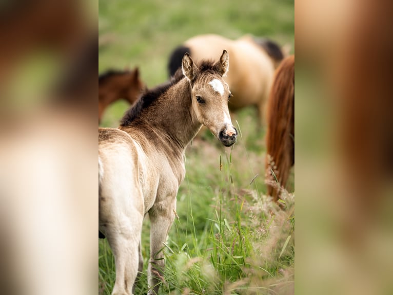 Poni alemán Semental 1 año Buckskin/Bayo in Springe