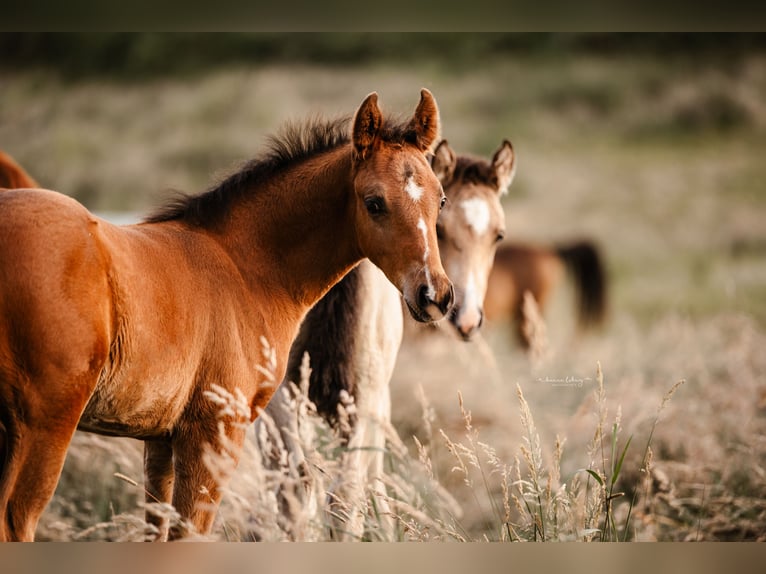 Poni alemán Semental 1 año Castaño in Springe