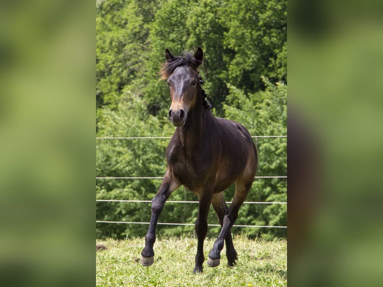 Poni alemán Mestizo Semental 1 año Castaño oscuro in Wörth an der Donau