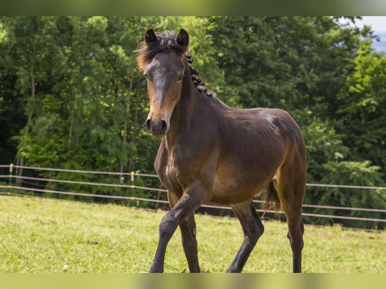 Poni alemán Mestizo Semental 1 año Castaño oscuro in Wörth an der Donau