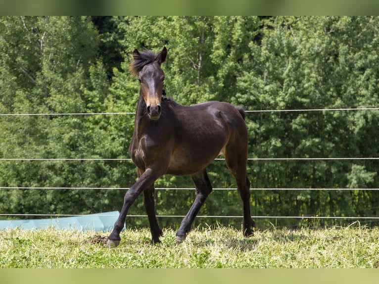 Poni alemán Mestizo Semental 1 año Castaño oscuro in Wörth an der Donau