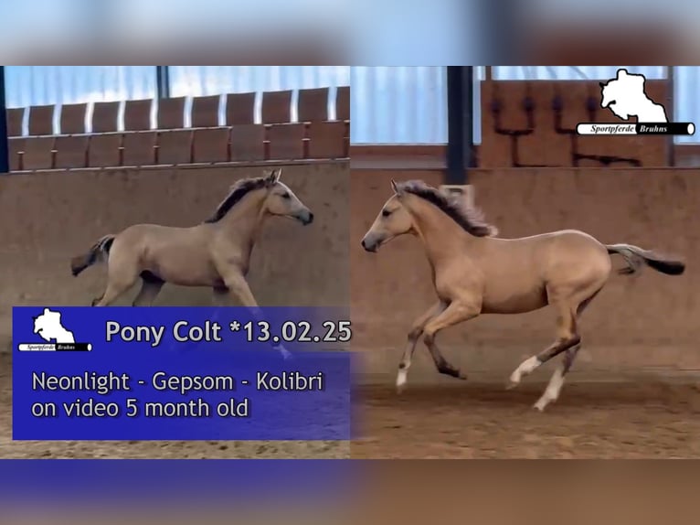 Poni alemán Semental 1 año Cremello in Seetz