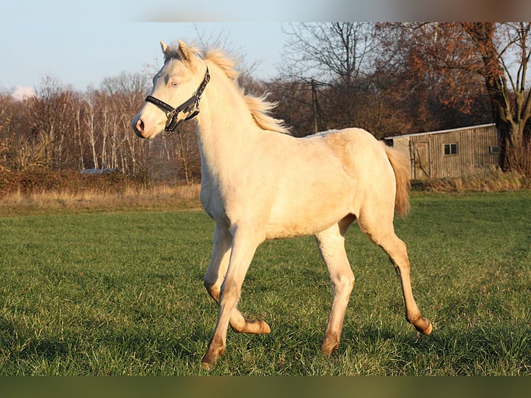 Poni alemán Semental 1 año Cremello in Vetschau