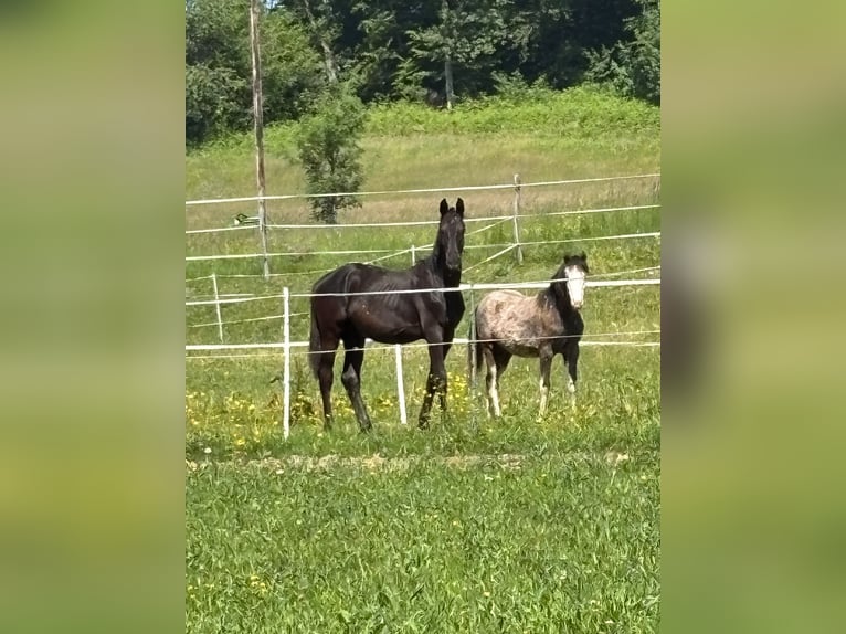 Poni alemán Semental 1 año Musgo in Villingen-Schwenningen