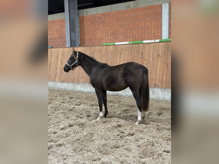 Poni alemán Semental 1 año Negro in Blomberg