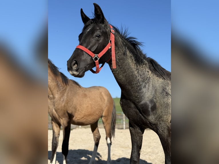 Poni alemán Semental 1 año Negro in Einbeck