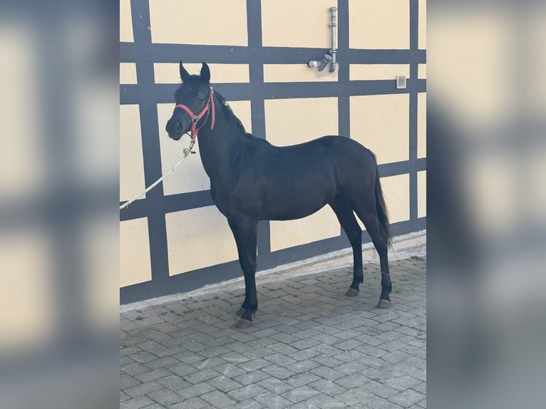 Poni alemán Semental 1 año Negro in Einbeck