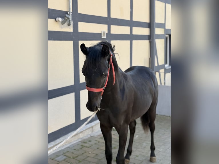 Poni alemán Semental 1 año Negro in Einbeck
