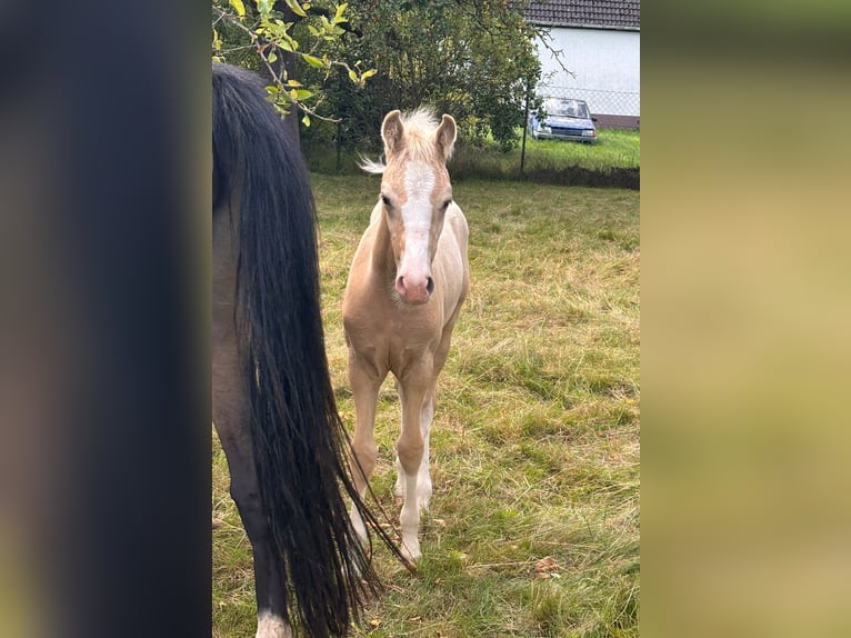 Poni alemán Semental 1 año Palomino in Wittstock/Dosse OT Feyenstein
