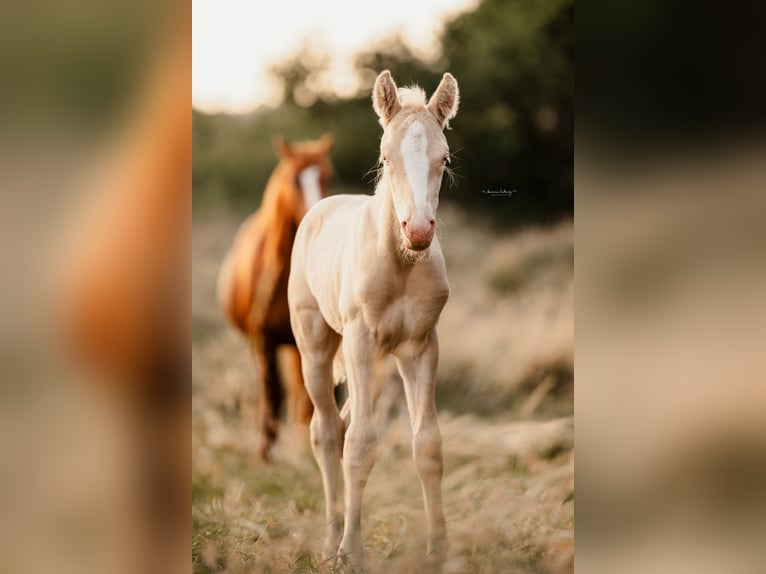 Poni alemán Semental 1 año Perlino in Springe