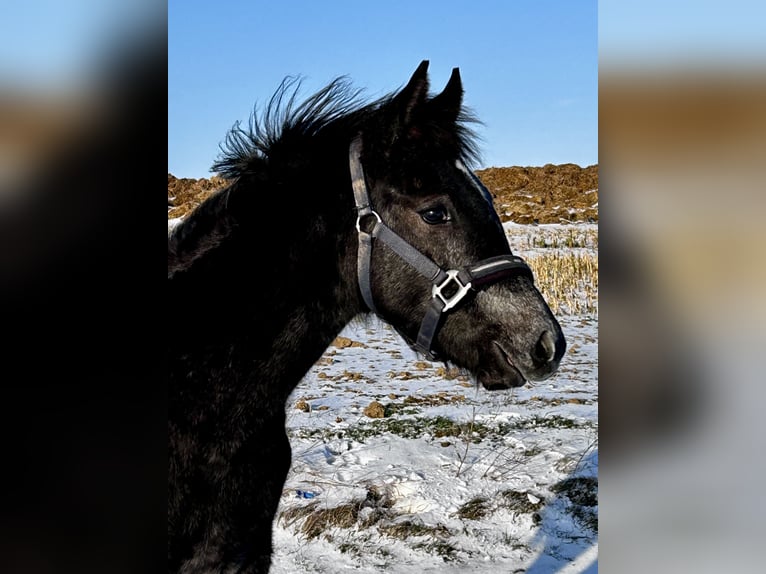 Poni alemán Semental 1 año Tordillo negro in Wieserode