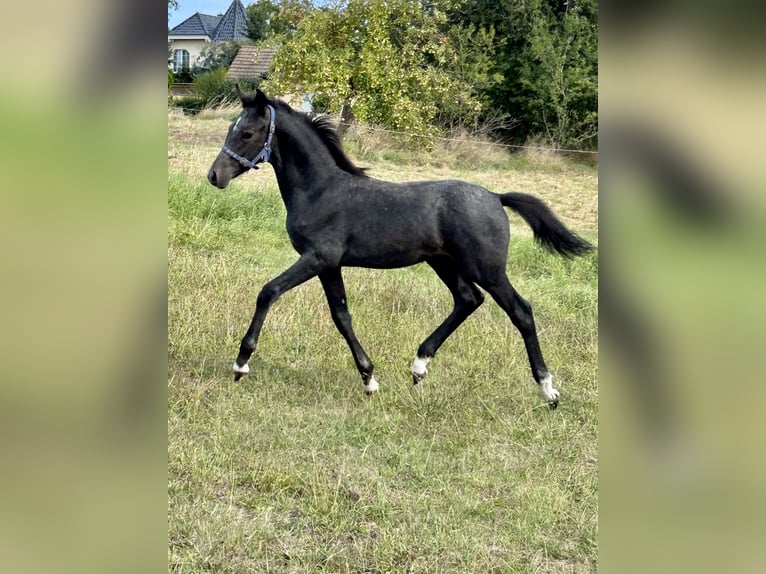 Poni alemán Semental 1 año Tordillo negro in Wieserode