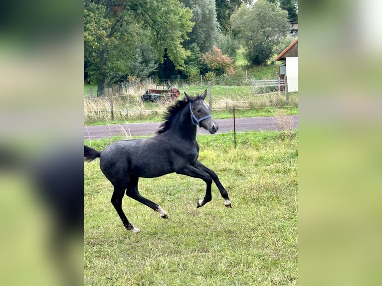 Poni alemán Semental 1 año Tordillo negro in Wieserode