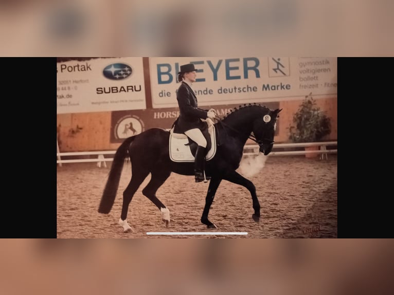 Poni alemán Semental 20 años 152 cm Negro in Vechta
