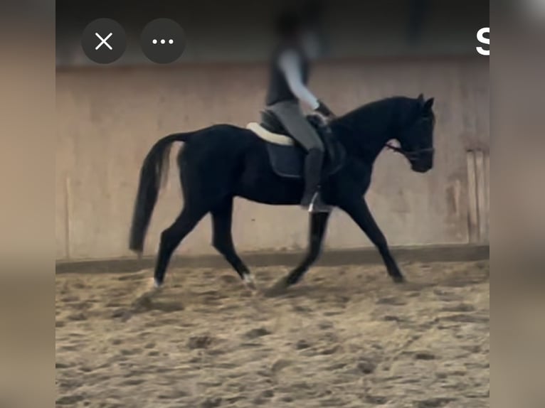 Poni alemán Semental 20 años 152 cm Negro in Vechta