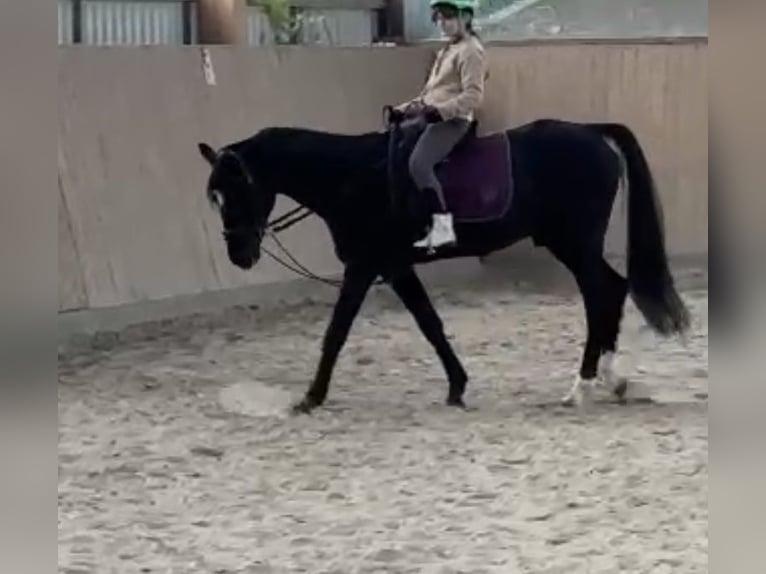 Poni alemán Semental 20 años 152 cm Negro in Vechta