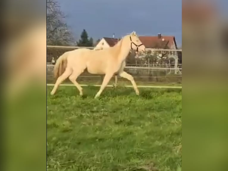 Poni alemán Semental 2 años 138 cm Perlino in Meißenheim