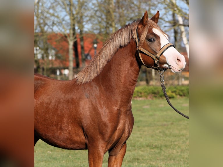 Poni alemán Semental 2 años 139 cm Alazán in Rehburg-Loccum M&#xFC;nchehagen