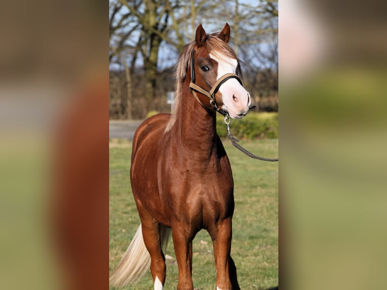 Poni alemán Semental 2 años 139 cm Alazán in Rehburg-Loccum M&#xFC;nchehagen