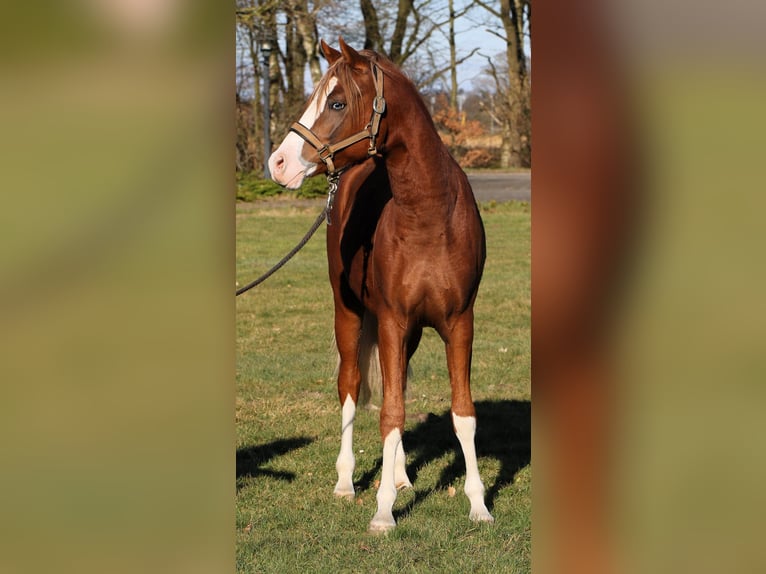 Poni alemán Semental 2 años 139 cm Alazán in Rehburg-Loccum M&#xFC;nchehagen