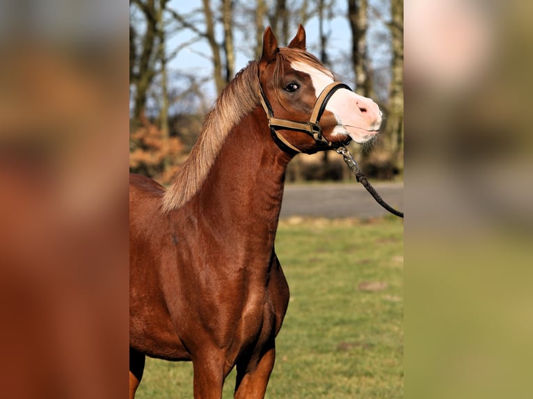 Poni alemán Semental 2 años 139 cm Alazán in Rehburg-Loccum M&#xFC;nchehagen