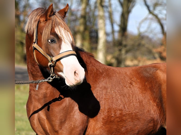 Poni alemán Semental 2 años 139 cm Alazán in Rehburg-Loccum M&#xFC;nchehagen