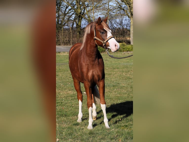 Poni alemán Semental 2 años 139 cm Alazán in Rehburg-Loccum M&#xFC;nchehagen