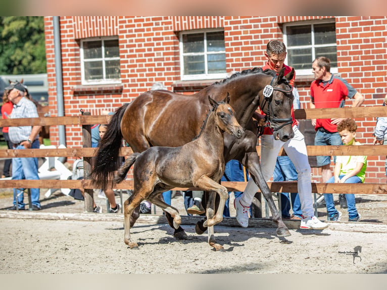 Poni alemán Semental 2 años 140 cm Morcillo in Alfhausen
