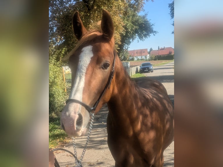 Poni alemán Mestizo Semental 2 años 142 cm Alazán in Kirchworbis