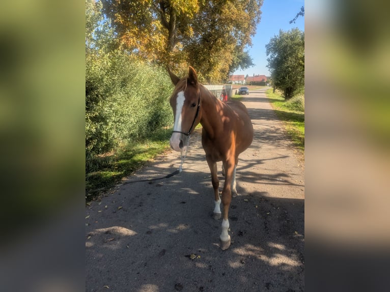 Poni alemán Mestizo Semental 2 años 142 cm Alazán in Kirchworbis