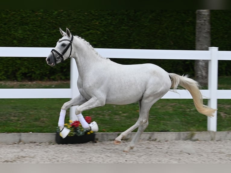 Poni alemán Semental 2 años 142 cm Tordo in Gomadingen