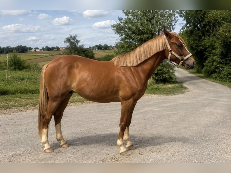 Poni alemán Semental 2 años 143 cm Alazán in Dierdorf