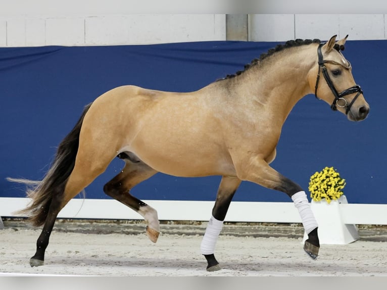 Poni alemán Semental 2 años 143 cm Bayo in Welver