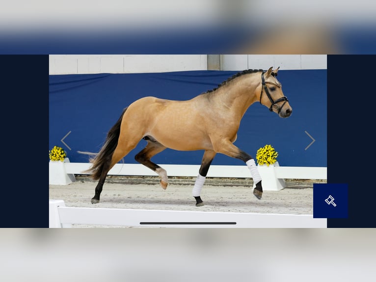 Poni alemán Semental 2 años 143 cm Bayo in Welver