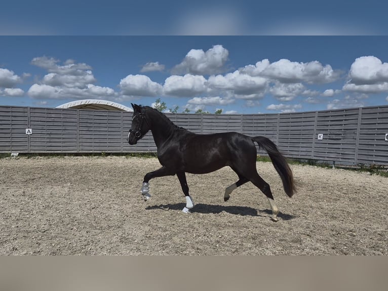 Poni alemán Semental 2 años 143 cm Negro in Gelenau/Erzgebirge