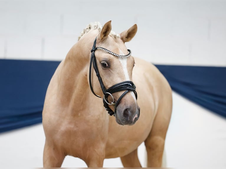 Poni alemán Semental 2 años 143 cm Palomino in Marsberg