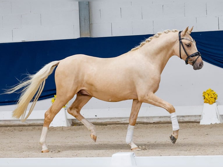 Poni alemán Semental 2 años 143 cm Palomino in Marsberg