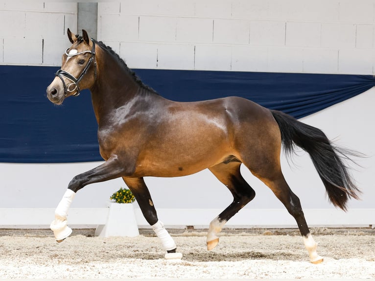 Poni alemán Semental 2 años 144 cm Bayo in Marsberg